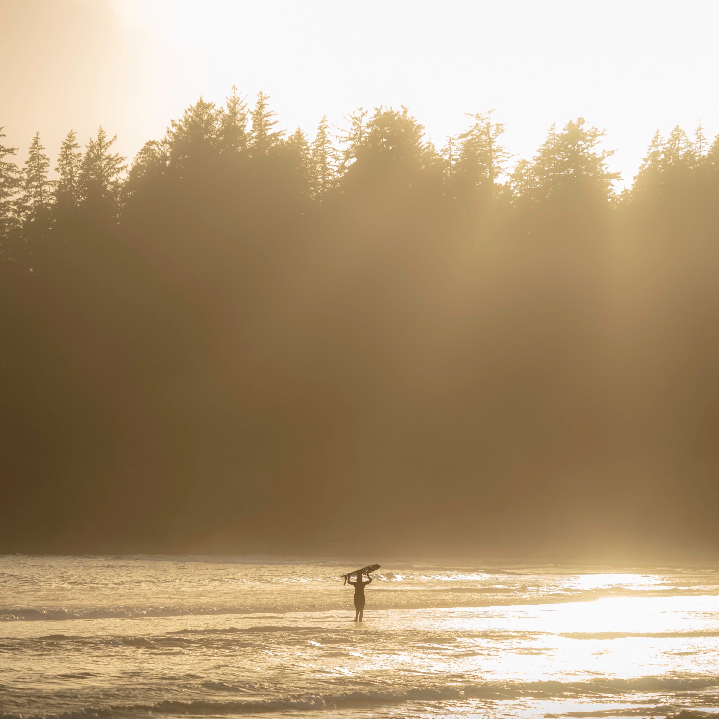 surfer golden forest